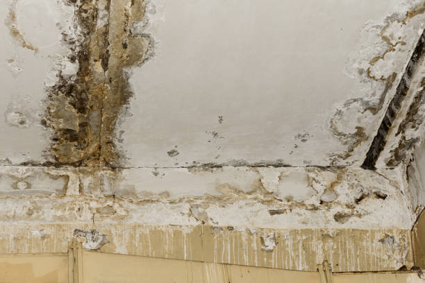 Best Mold Removal for HVAC Installations  in Leominster, MA