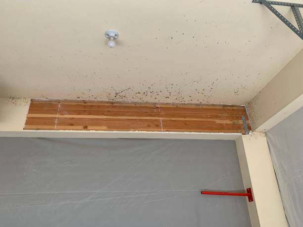 Best Attic Mold Removal  in Leominster, MA