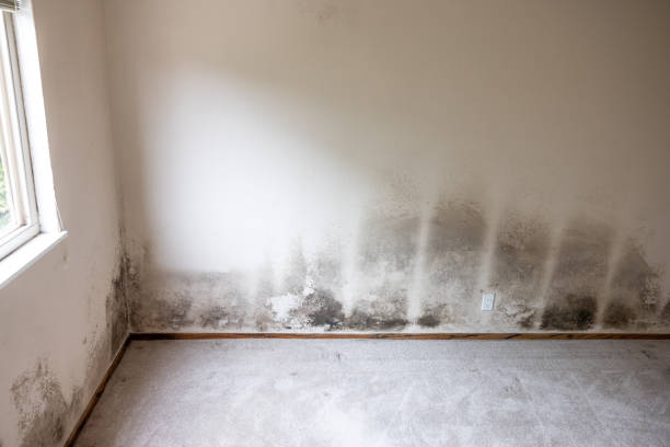 Mold Odor Removal Services in Leominster, MA