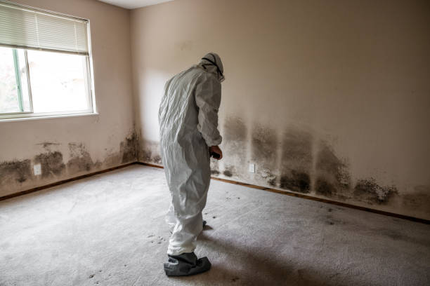 Best Biohazard Mold Removal  in Leominster, MA